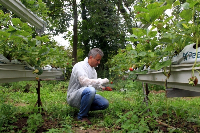 Hobi amaçlı çilek üretimi 150 çiftçinin gelir kapısı oldu